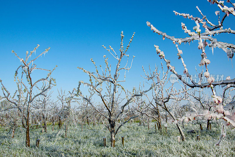 桃树园覆盖人工霜冻，以防止寒冷
