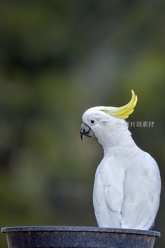 硫葵花凤头鹦鹉