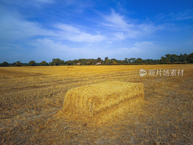 收获麦田的小麦收获夏天的英国