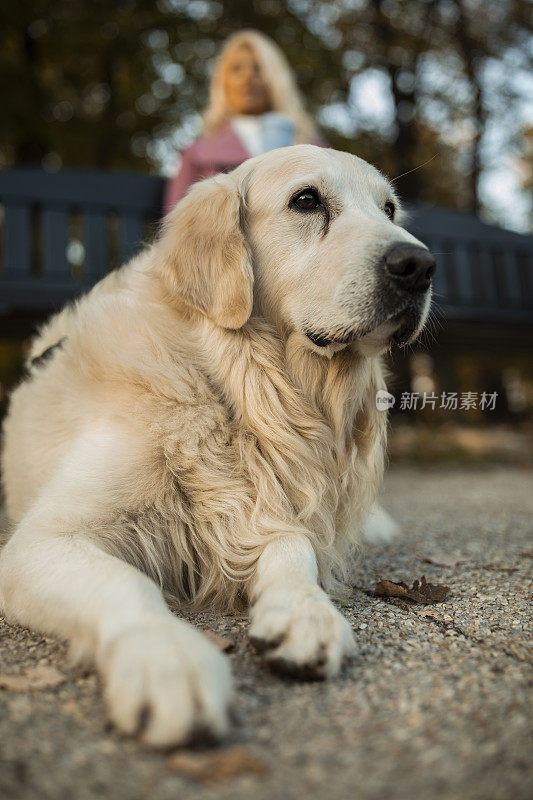 美丽的金毛猎犬在公园散步休息