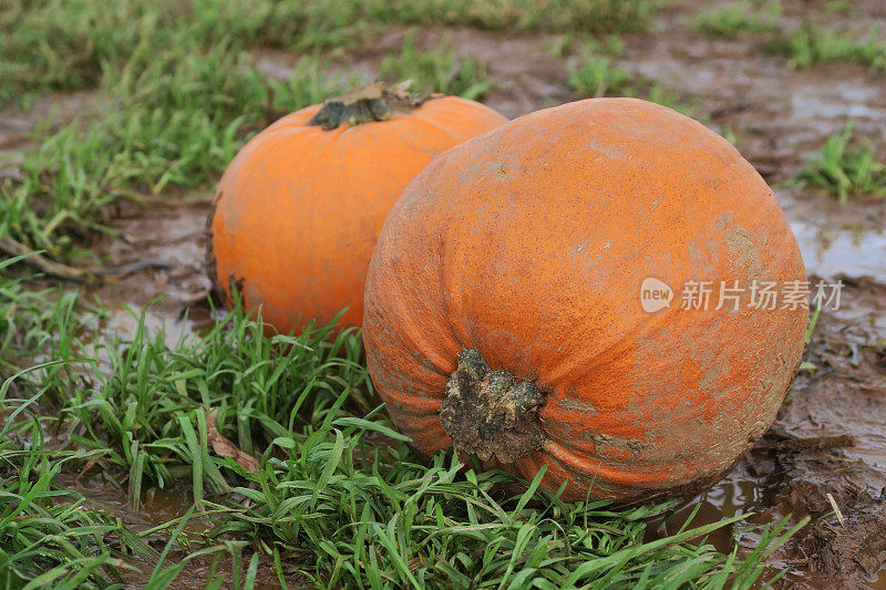 这张在积水地里生长的、成熟的、橙色的南瓜特写照片准备在万圣节出售，重点放在前景