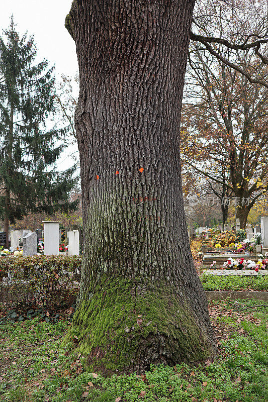 墓地中的一棵大树