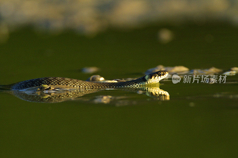 克罗地亚科帕奇里特，一条草蛇在水面上滑行