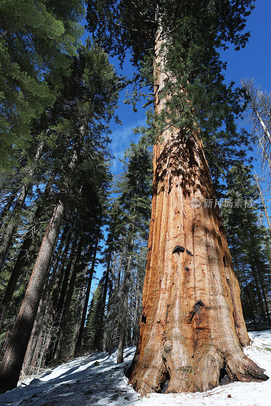 约塞米蒂的巨型红杉