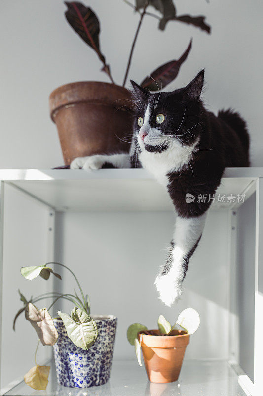 黑猫和植物在架子上