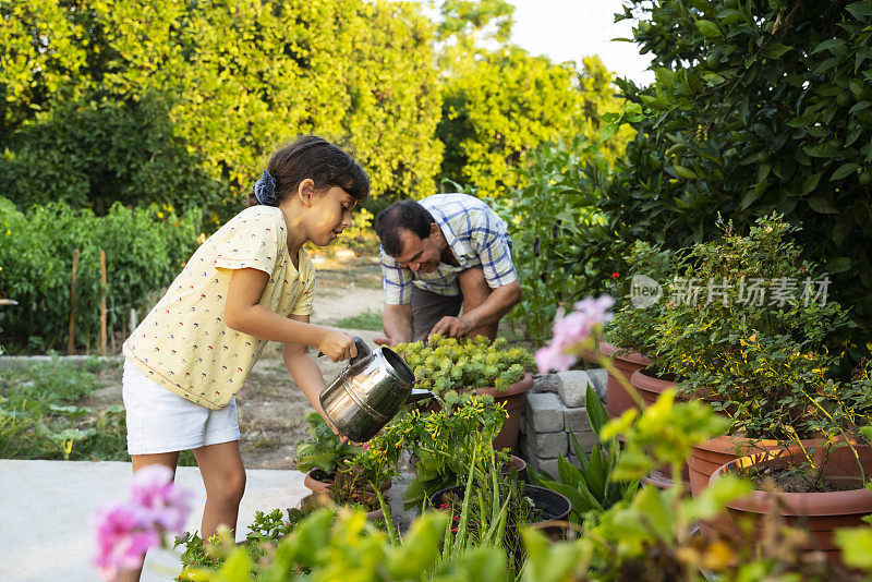 一个阳光明媚的夏日，可爱的小女孩和她的爸爸在花园里给植物浇水