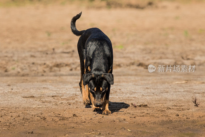 一只黑色的狗边走边嗅着沙子，追寻着一种气味。