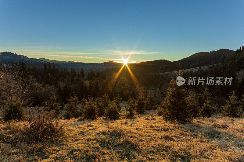 清晨阳光明媚的森林。太阳首先穿过树枝，在空中形成美丽的光线。草上覆盖着霜。喀尔巴阡山脉。乌克兰