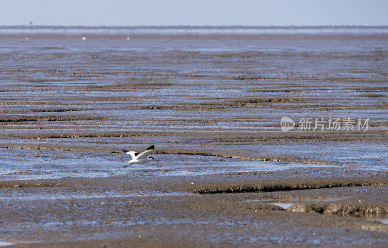 Avocet在诺福克Snettisham的泥滩上飞行。