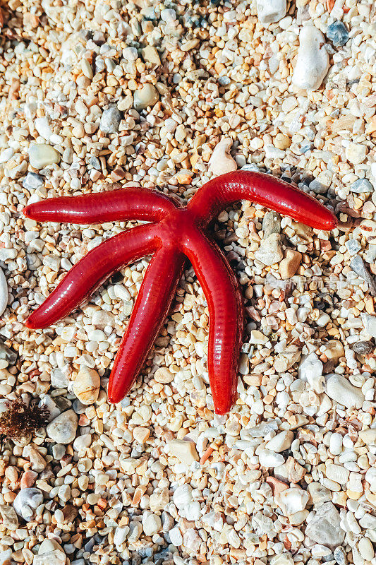海滩上的红海星