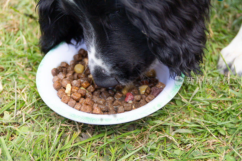 近距离拍摄的年轻猎犬吃干食物从她的碗户外