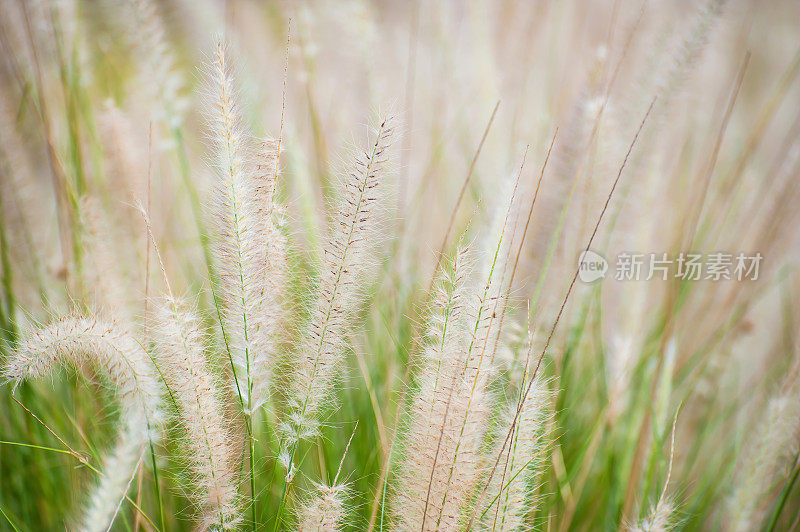 野草