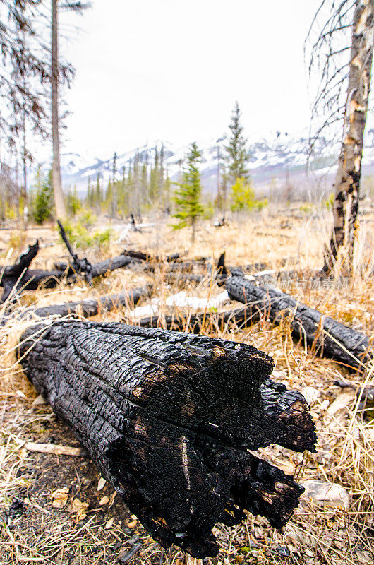 烧毁的森林后面是落基山脉