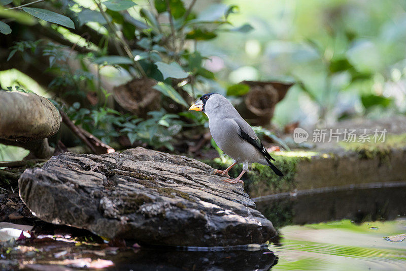 雀鸟:成年日本大翅雀，大翅雀或斑翅雀