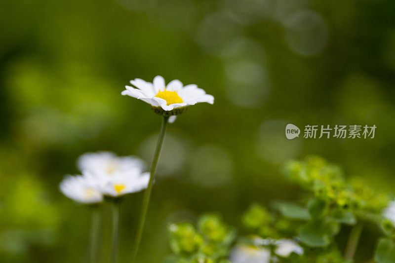 绿色背景的田野里的雏菊