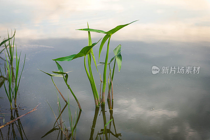 阔叶箭头，阔叶慈姑