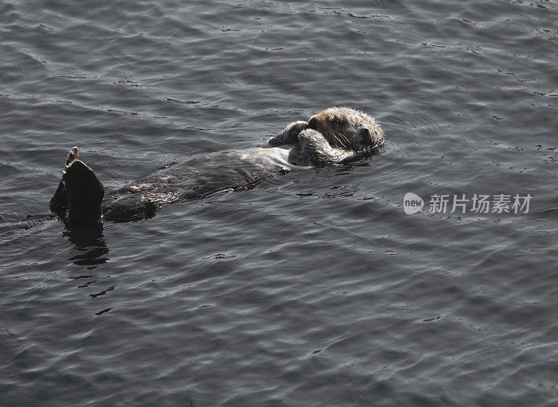 莫罗湾海獭