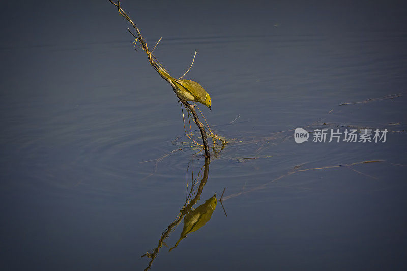 白羽食蜜动物(青苔地衣)