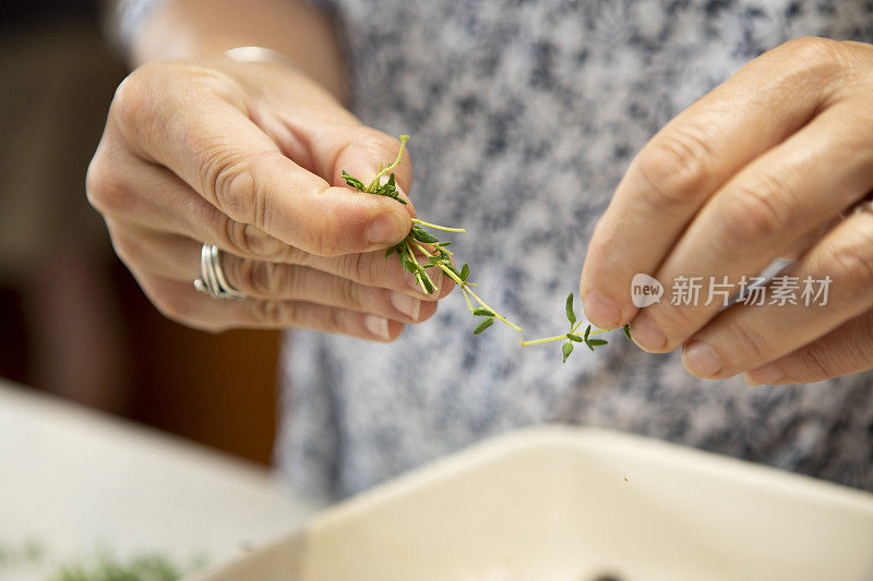 特写镜头是女性的手在采摘新鲜的百里香叶子