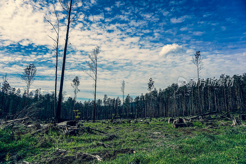 澳大利亚曾经被烧毁的森林的一部分。