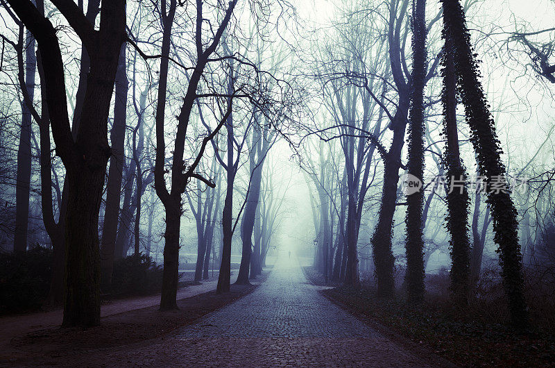 公园，雾，黑暗森林
