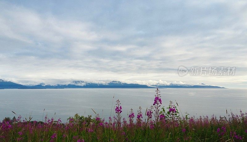 杂草的海岸线