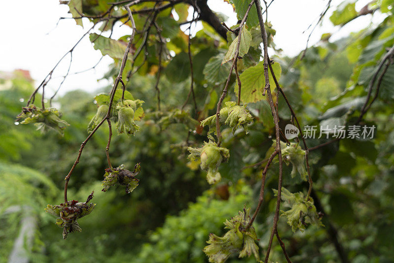 榛上枝，黑海地区