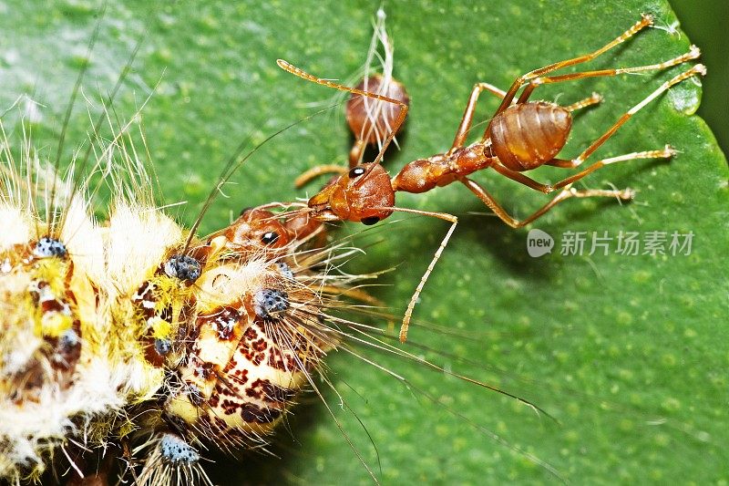 蚂蚁为了食物而撕咬毛毛虫。