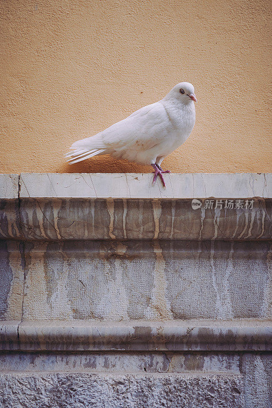 西班牙历史墙前的白鸽