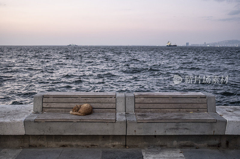 在海边睡觉的流浪猫