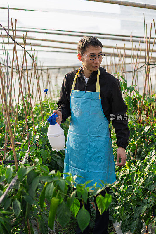 在蔬菜温室工作的农民