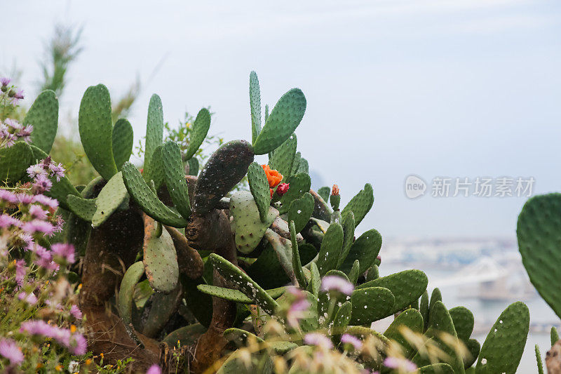 仙人掌属