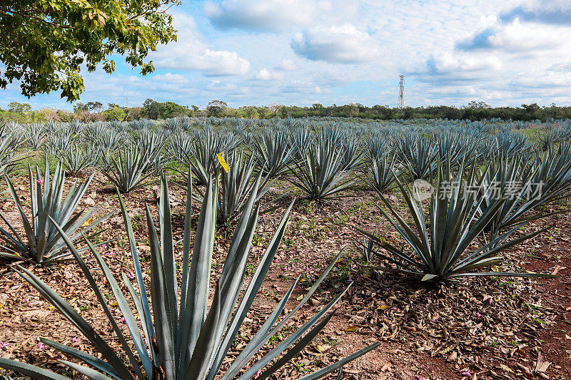 墨西哥蓝龙舌兰田上的龙舌兰酿酒厂生产农场