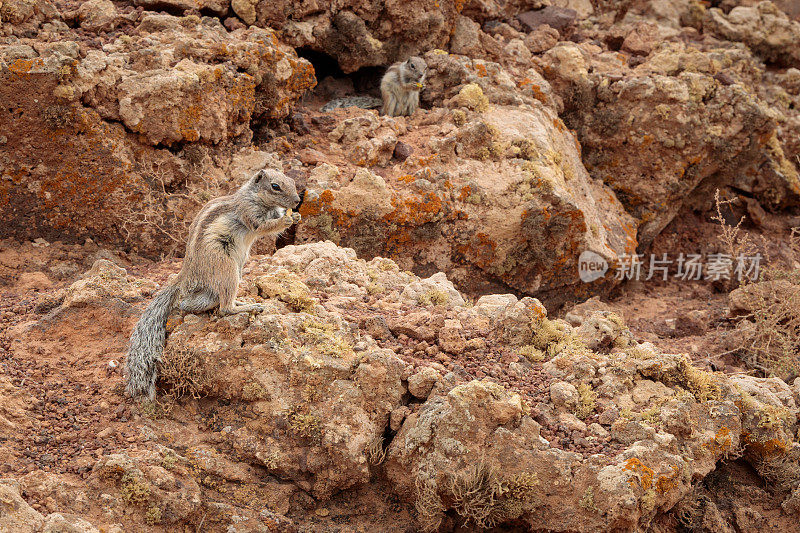 两只巴巴地松鼠在西班牙福埃特文图拉岛的岩石上吃坚果