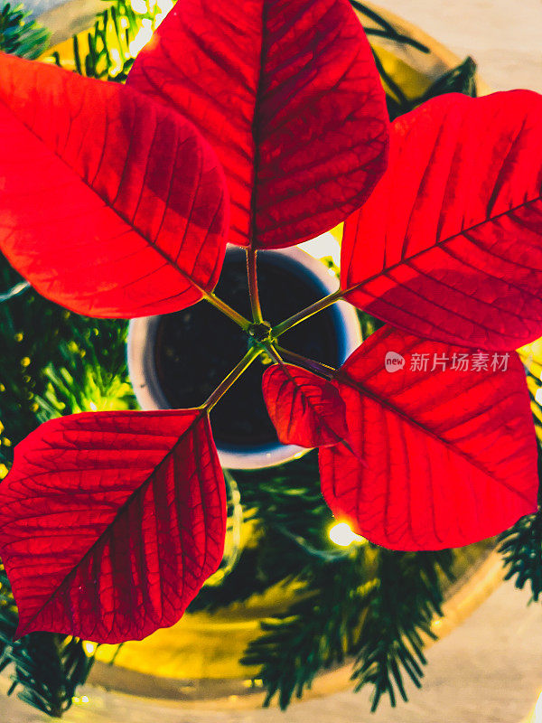 美丽的圣诞装饰，红色的植物，淡绿色的树枝在一个玻璃。