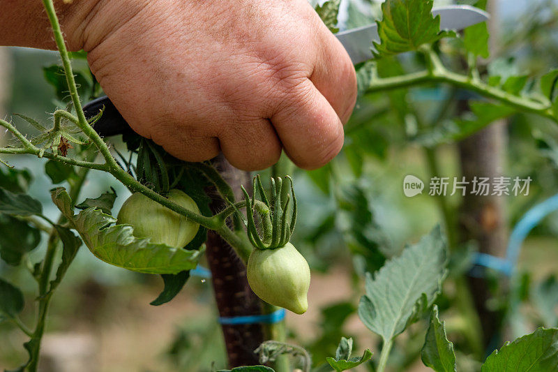 一名妇女正在她的菜园里系西红柿。