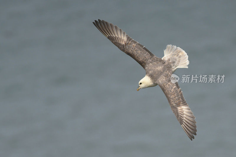 管鼻藿鸟飞