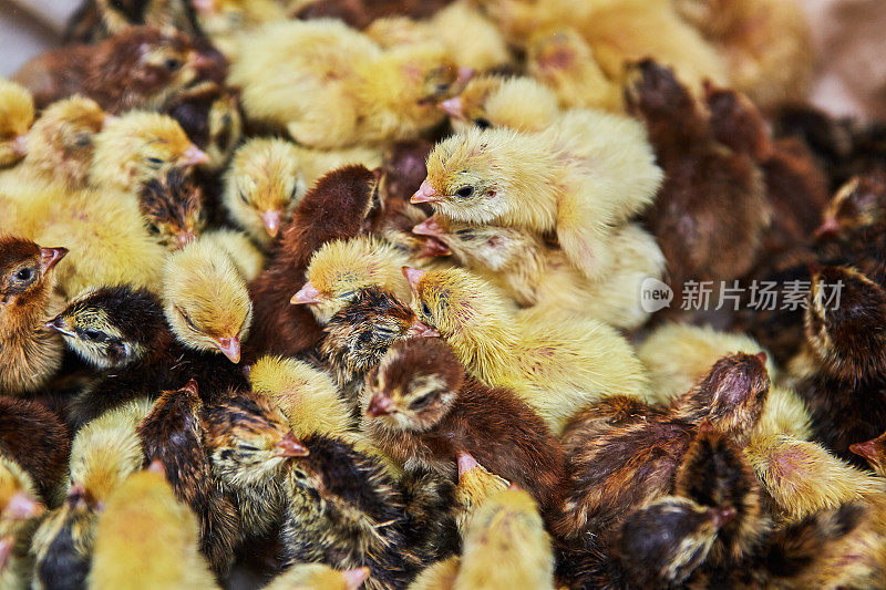 一只新生的鹌鹑站在孵化箱里的小鸡和蛋中间。家禽养殖场及禽蛋生产。