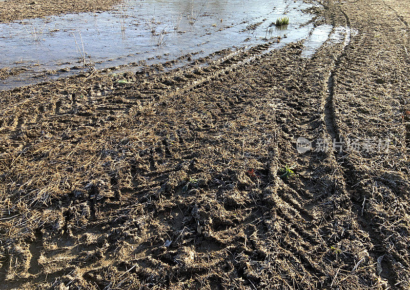 泥泞湿地区内的轮胎印