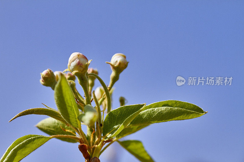 苹果花特写