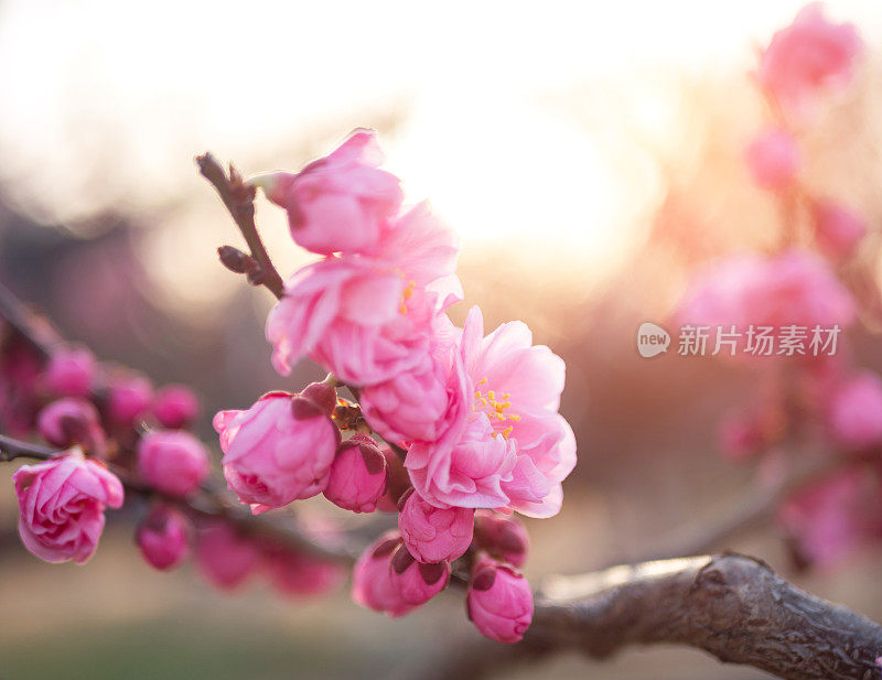 梅花在春天盛开