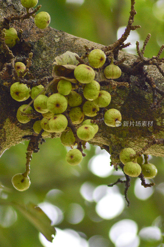 簇图在树上(榕属总状无花果)的库存照片