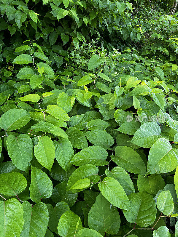 日本紫菀入侵植物物种