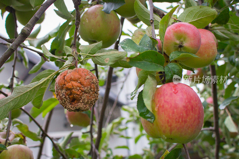 苹果树上的好苹果和坏苹果。树枝上腐烂成熟的苹果果实。秋天的花园景观。秋天大自然的特写。自然界的发酵过程。