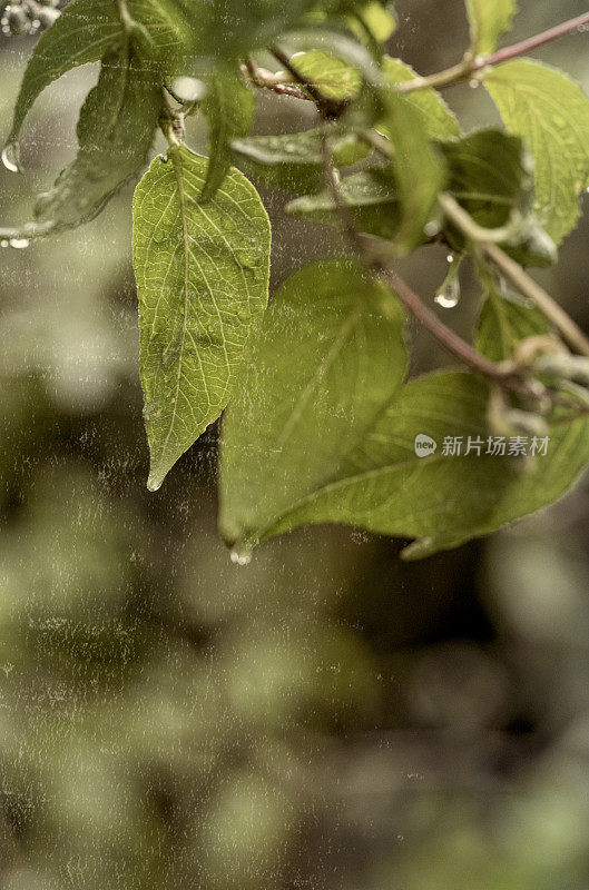 雨珠从树叶上滴下来