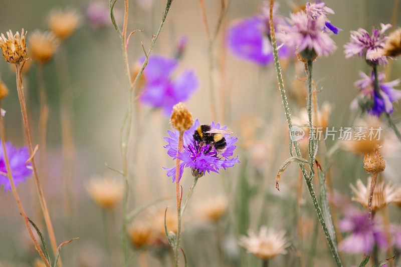 蜜蜂在草地上为野花授粉的特写