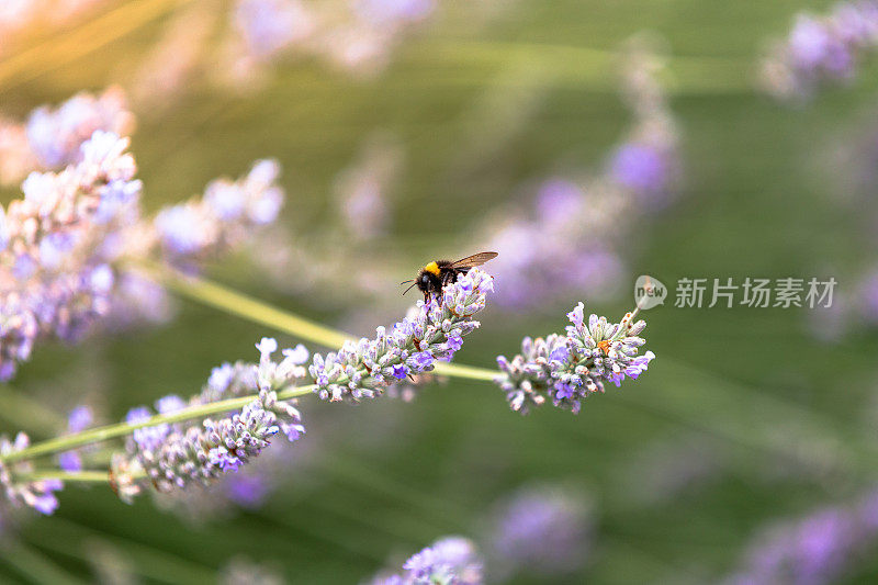 蜜蜂为薰衣草花授粉的特写