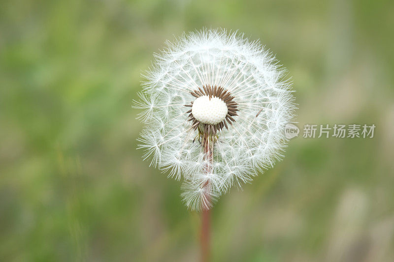 蒲公英有短柔瘦果的特写