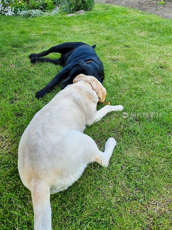 两只拉布拉多犬在春天的草地上