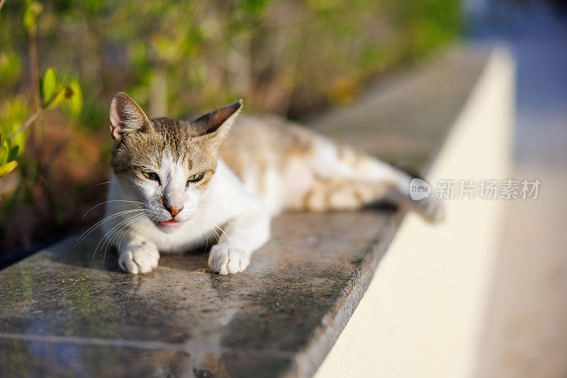 红鲭虎斑猫躺在温暖的花园围墙上向下看